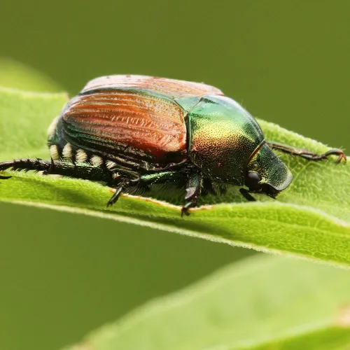 Japanese Beetle