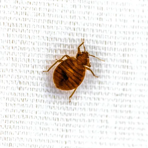 bedbug