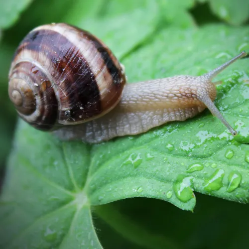 Snail & Slug