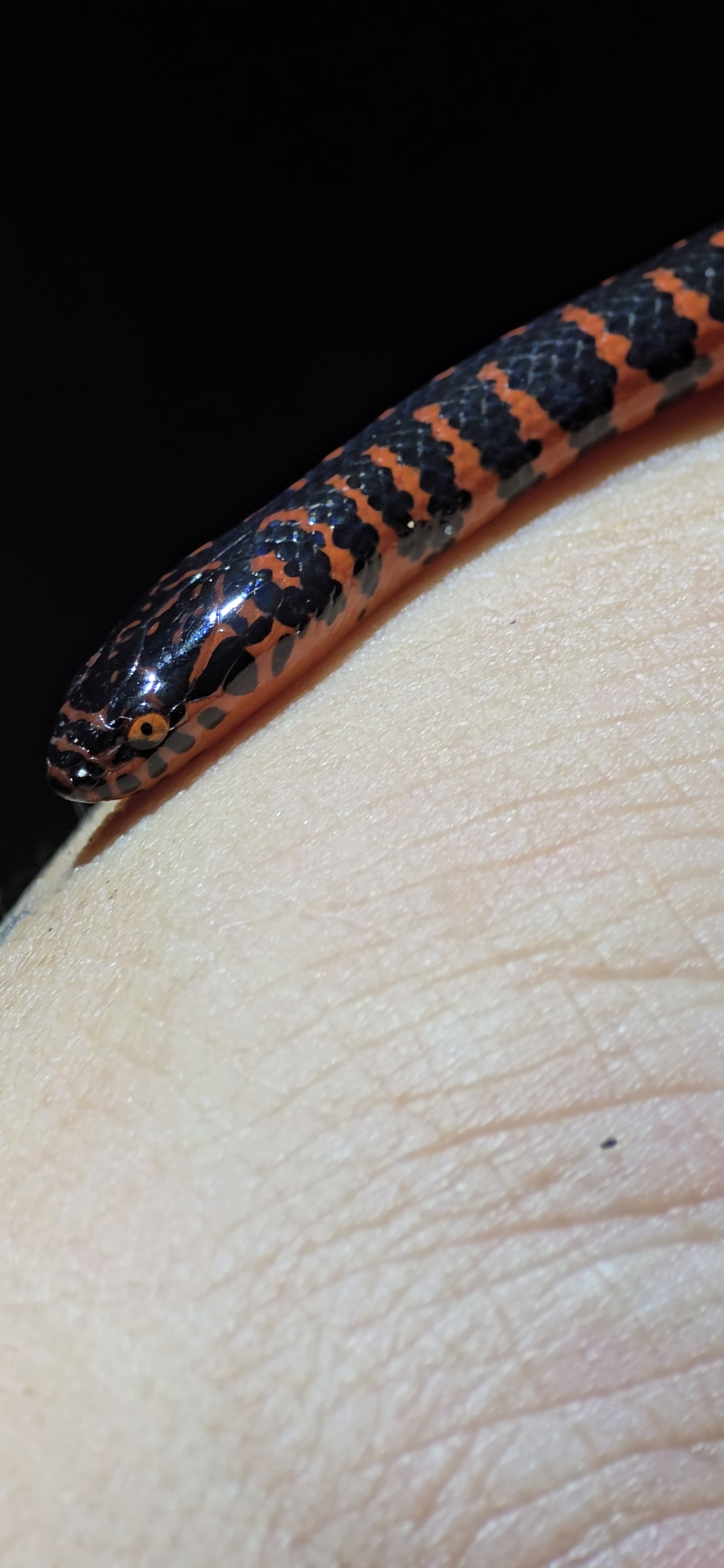 Guided snake walk on a nature trail