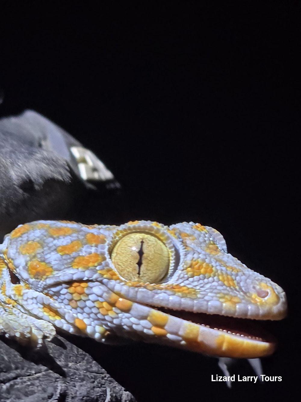 Nighttime lizard tour with flashlights in Miami
