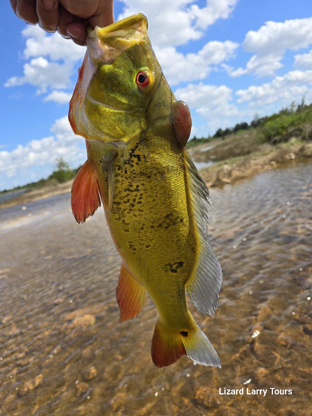 Day of fishing in Miami wetlands