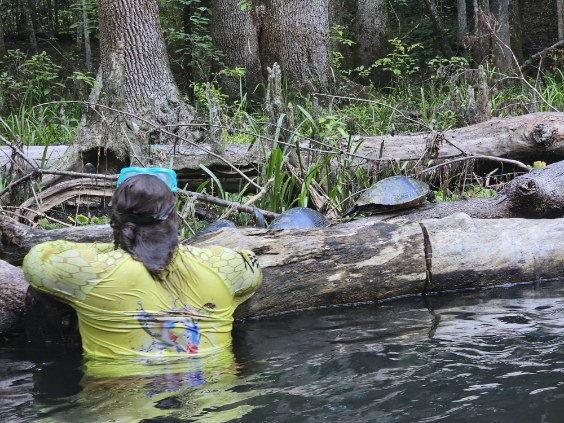 Shallow water snorkeling over seagrass in Miami