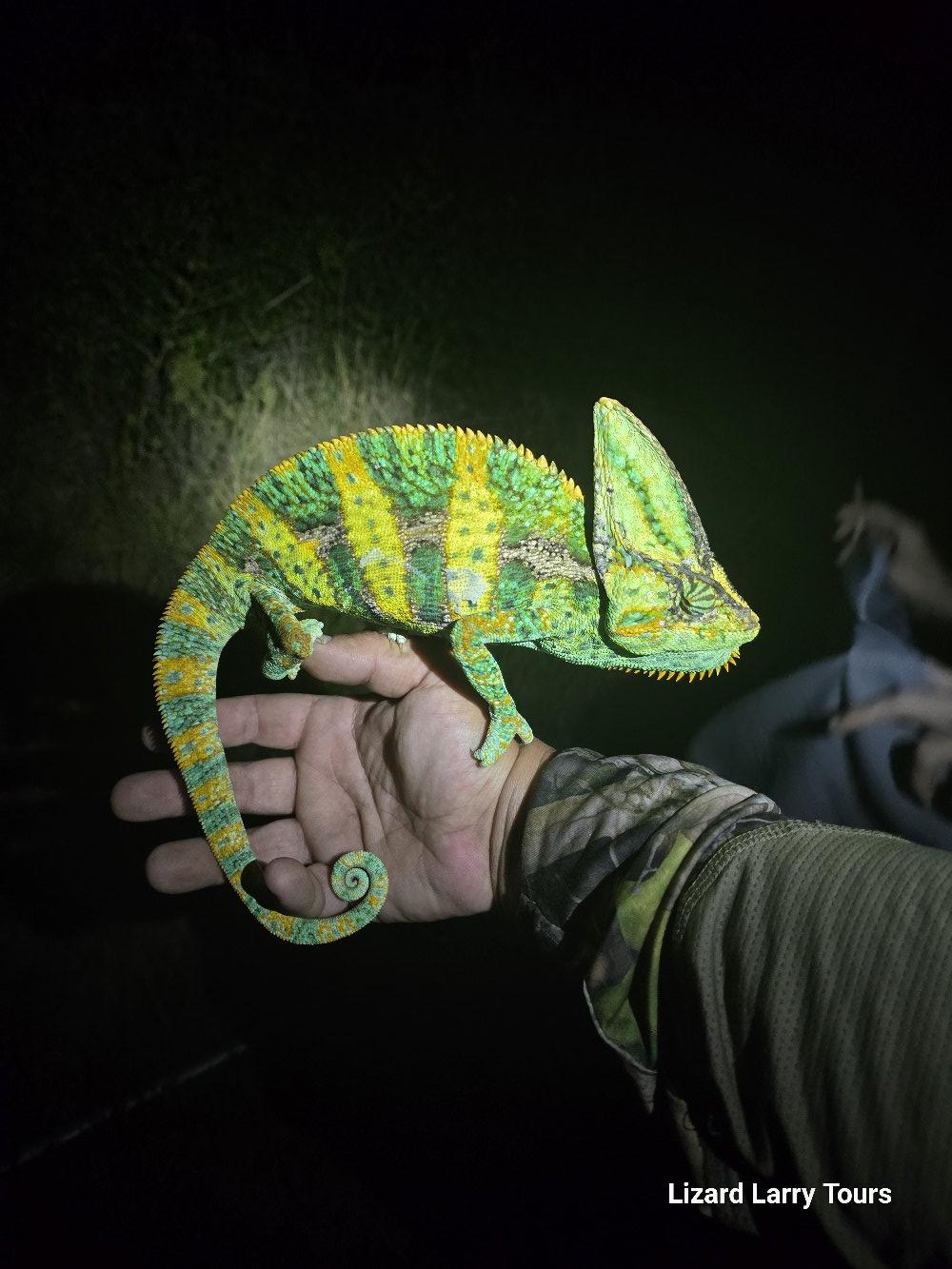 vibrant yellow green chameleon in hand night