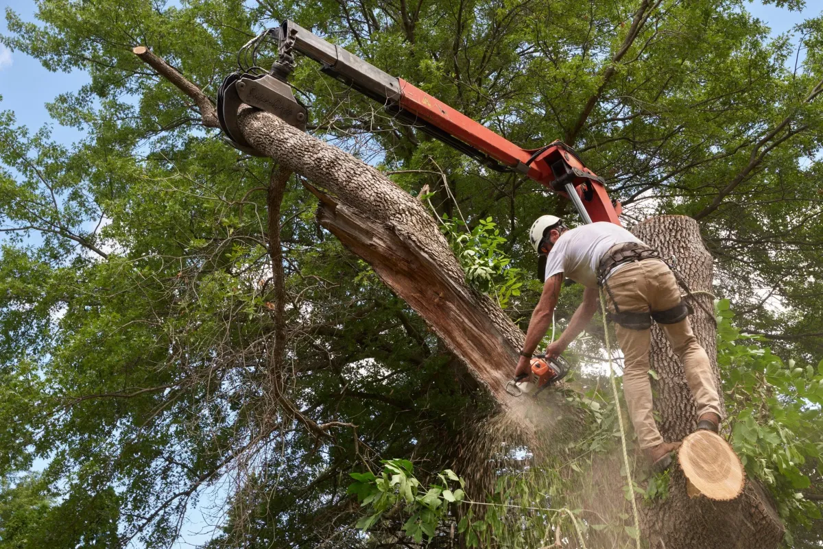 Valley Forge tree removal service safely removing a hazardous tree from residential property