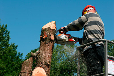 Stump grinding and removal service in Valley Forge by Valley Forge Tree Service