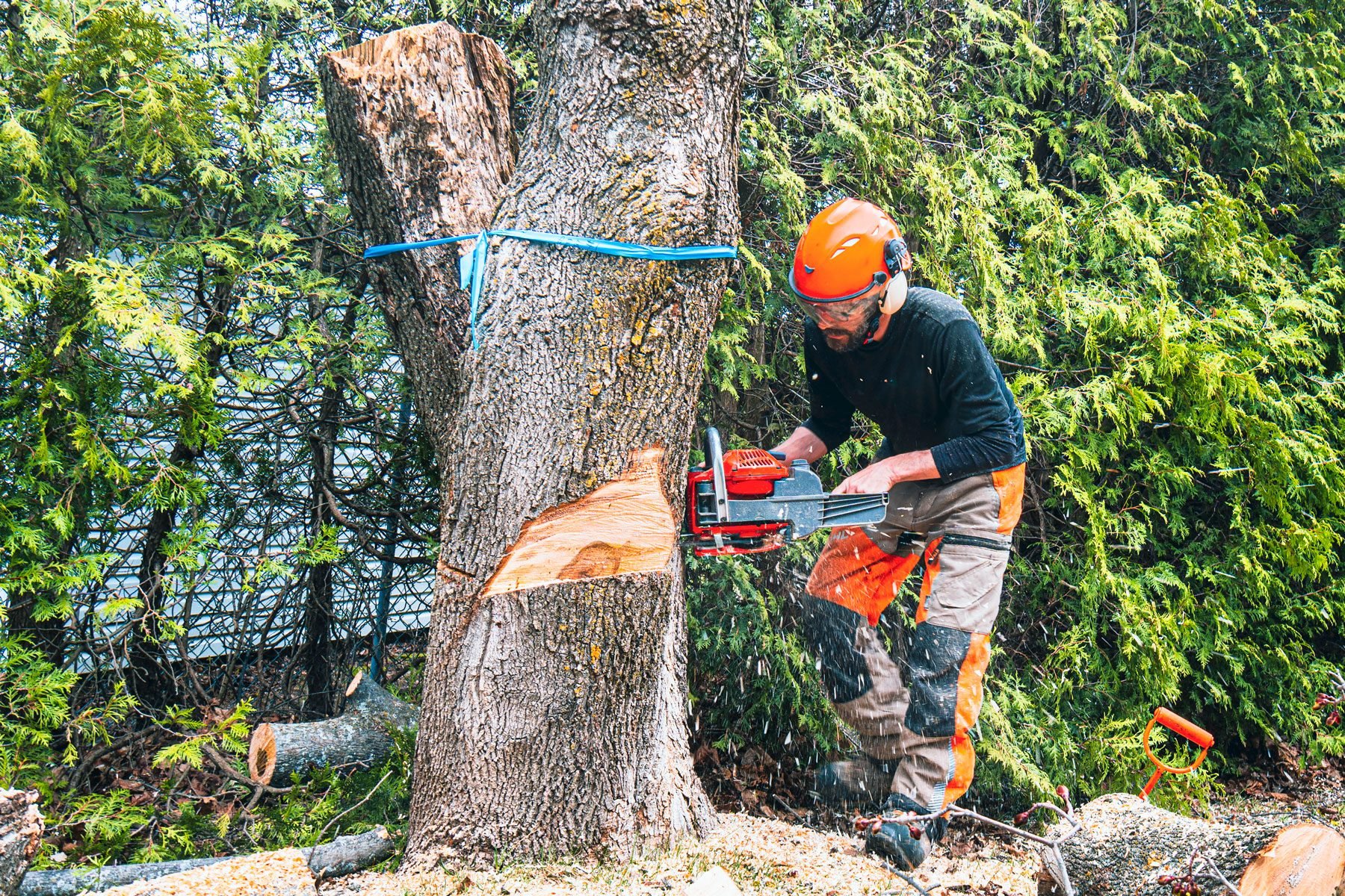 Professional tree care and removal service in Valley Forge PA by certified arborists