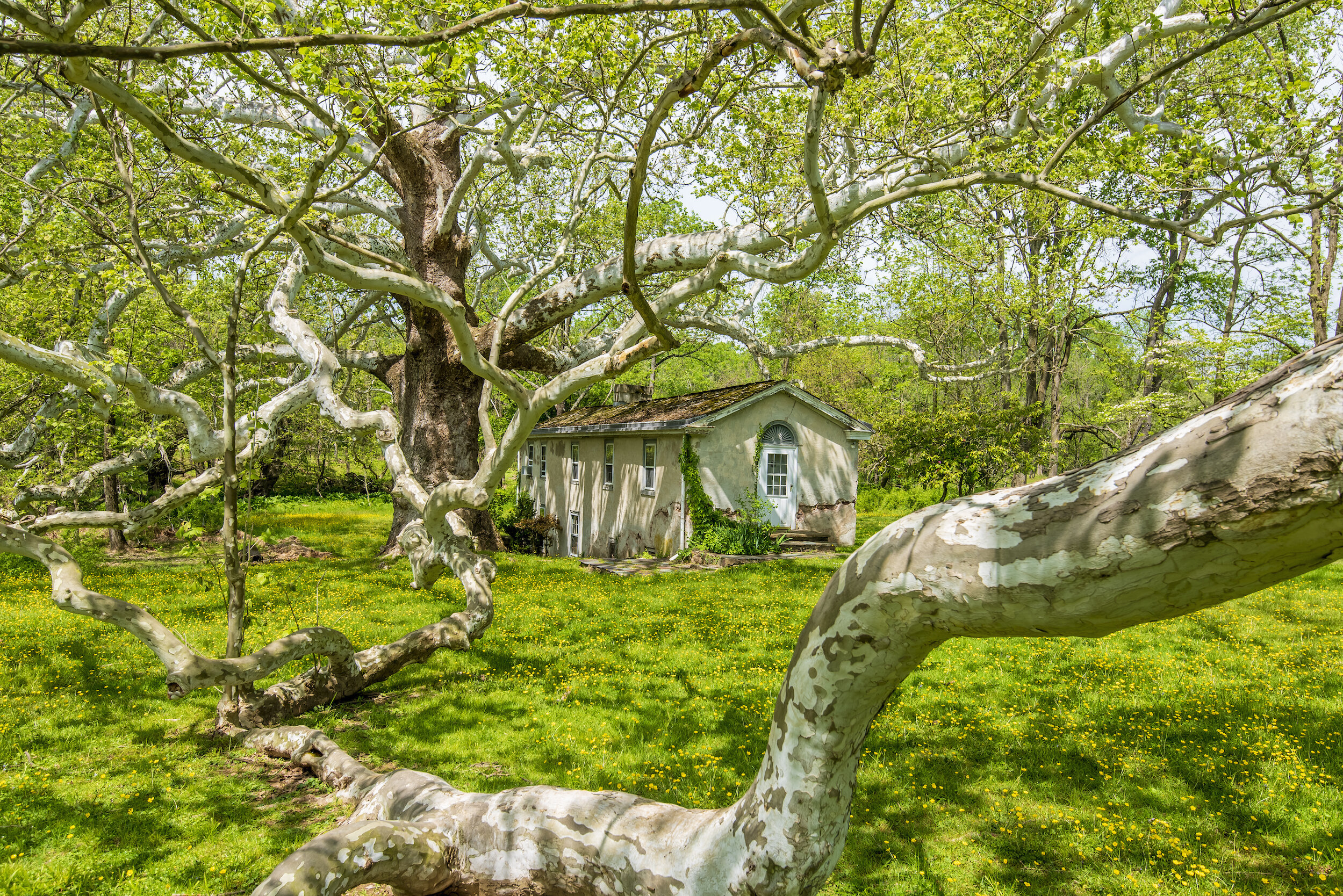 Valley Forge Tree Service clearing downed trees after storm emergency