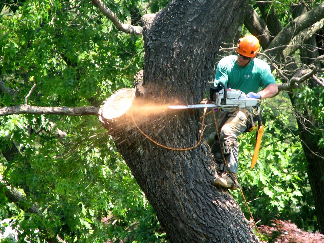 Certified arborist inspecting trees for disease and pests in Valley Forge
