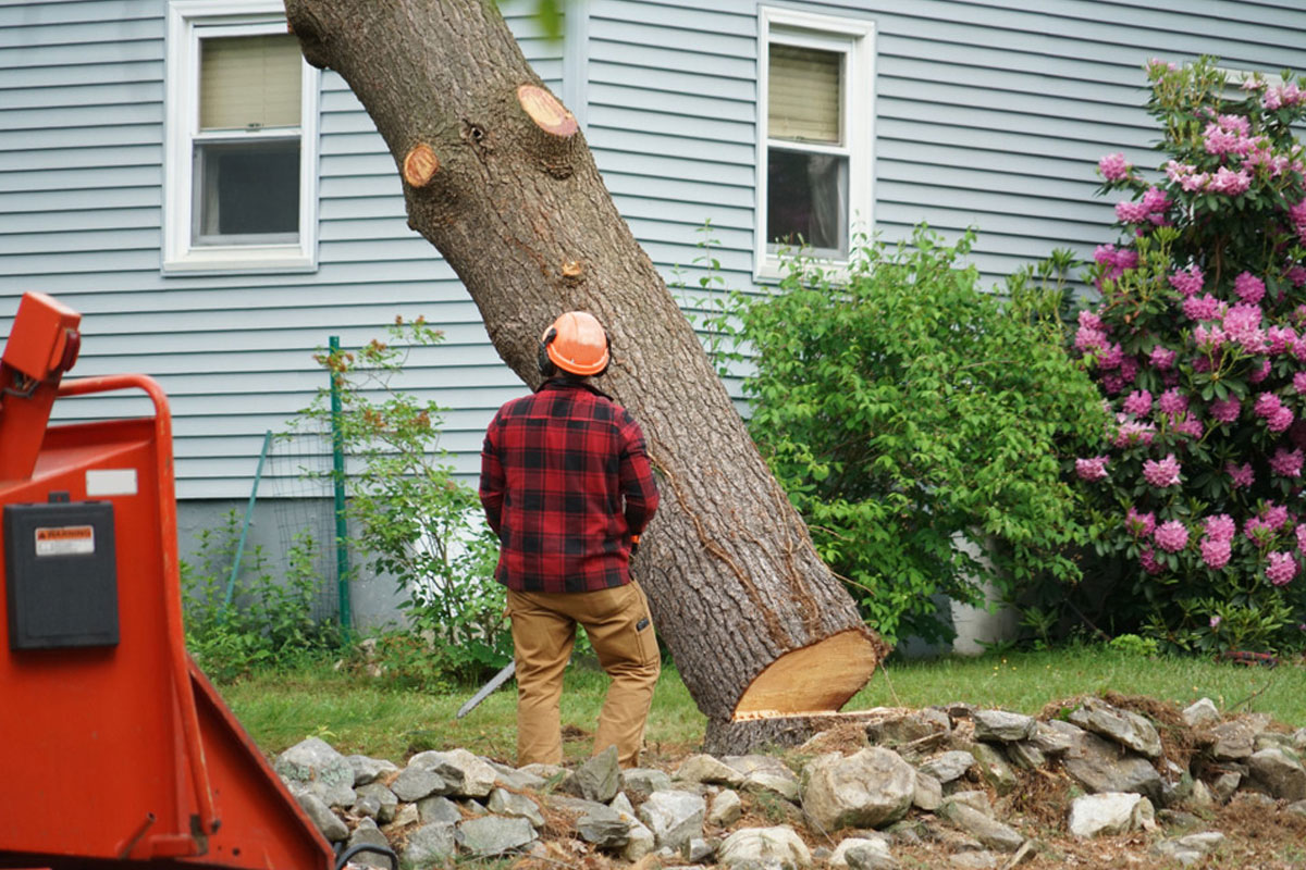 Certified arborist inspecting trees for disease and pests in Valley Forge
