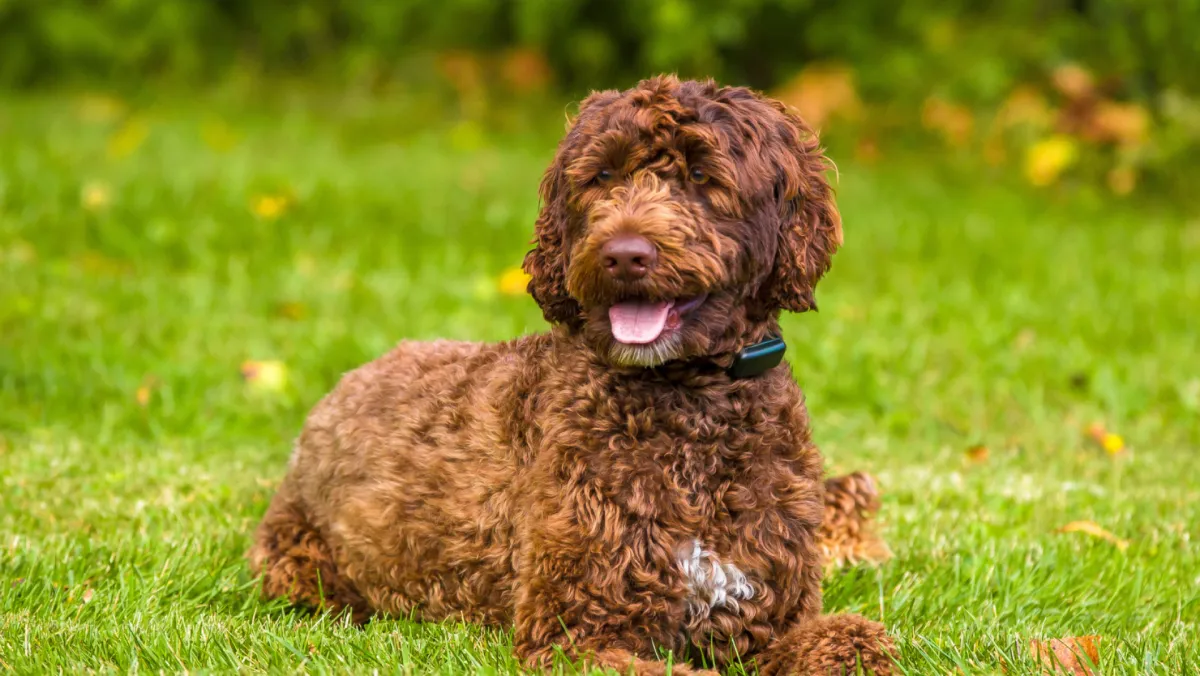 a large brown dog sitting behind a metal fence