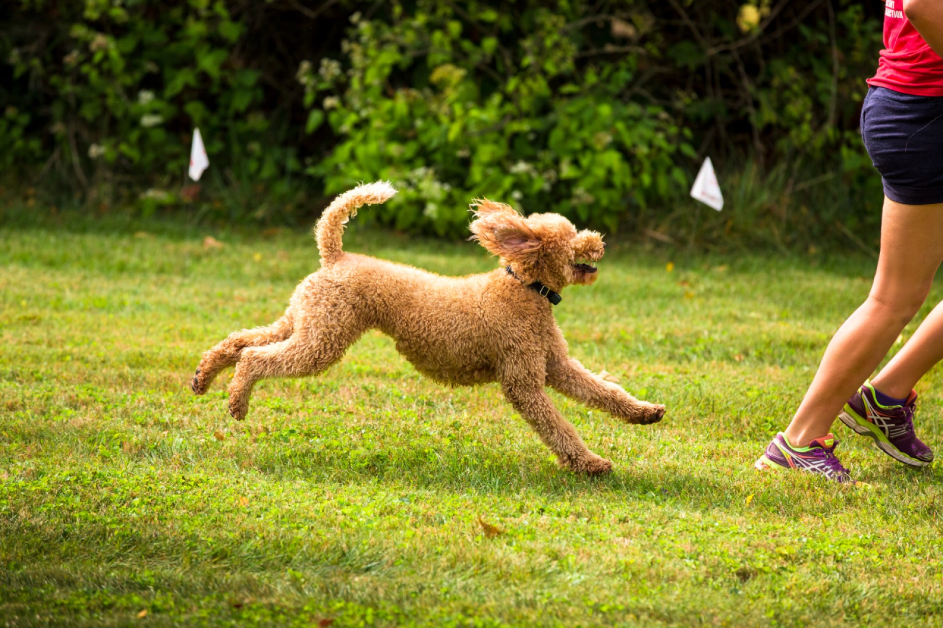 A dog wearing a muzzle in a grassy field.