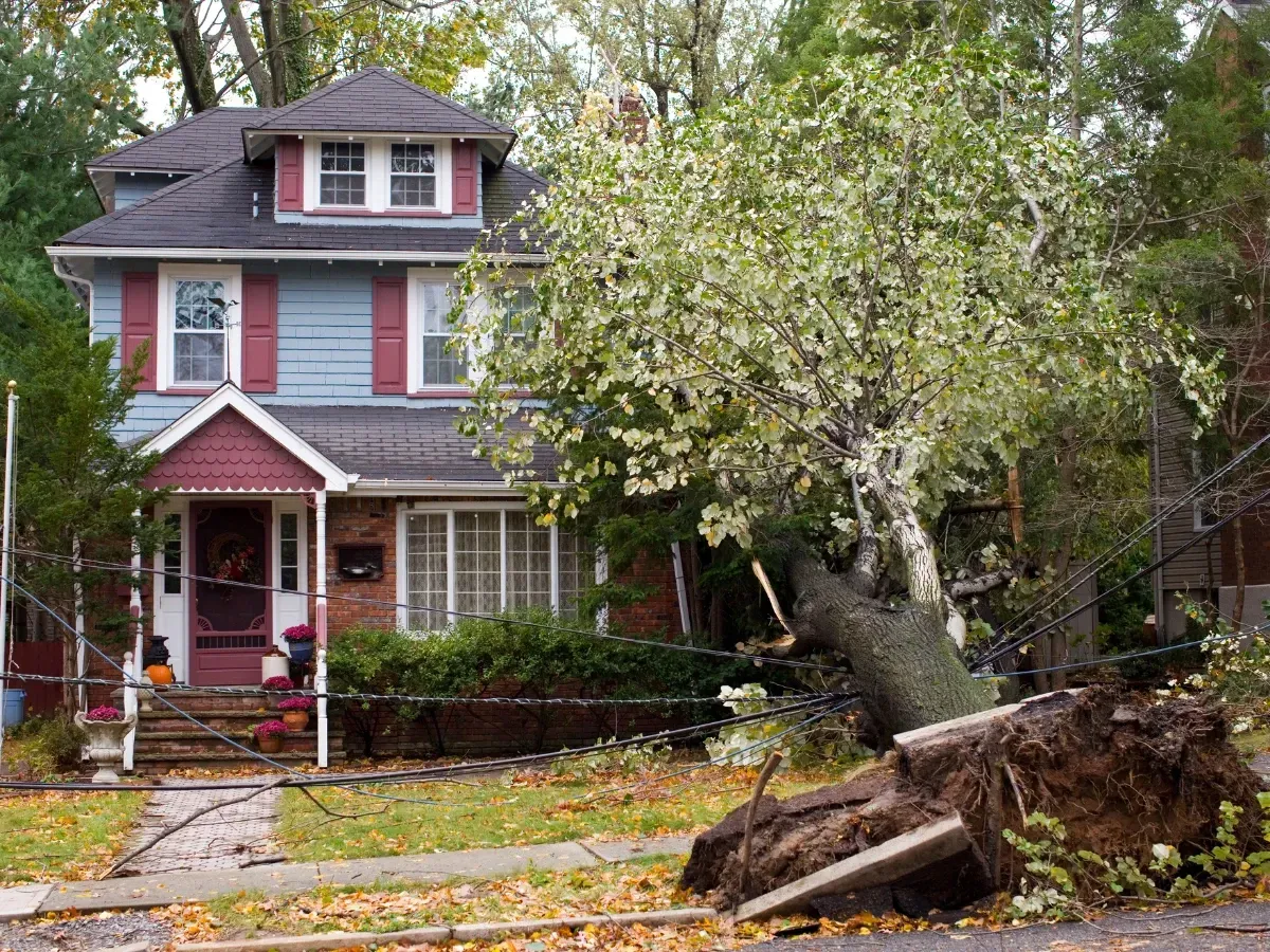 A large tree with exposed roots has fallen across the front yard and sidewalk of a blue house, tangling power lines.
