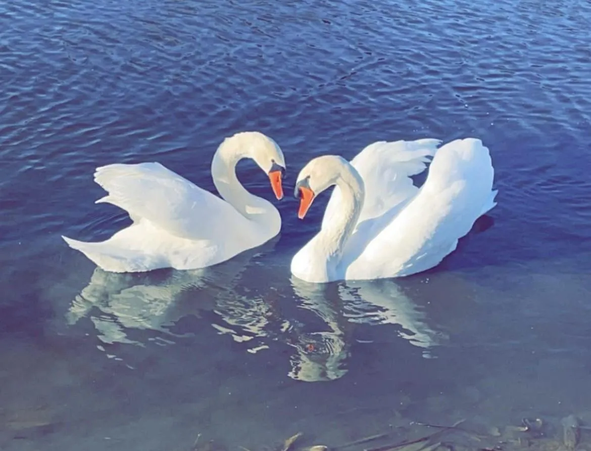 Swans At Buena Vista Farms Campground In Central Illinois