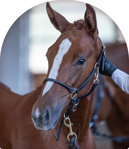 A barn door photo frame containing a young colt.