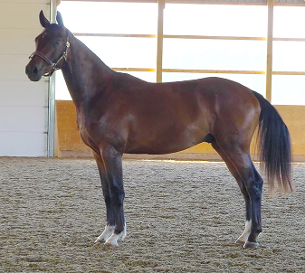 A photo of Fletcher, one of the colts raised by Buckley Lane Warmbloods.
