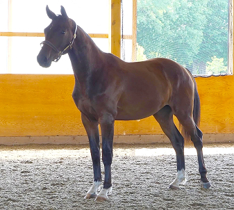 A photo of Fletcher, a colt foal bred by Buckley Lane Warmblood