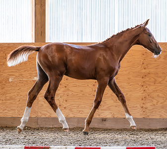 Photo of Lorenzo (Lars), a foal from Buckley Lane Warmbloods