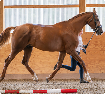 Photo of Riva, a mare from Buckley Lane Warmbloods