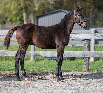 A photo of Wynfred Stanley (Freddie), a colt foal bred by Buckley Lane Warmblood