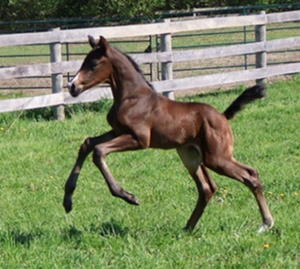 A photo of Gordon Gekko, a colt foal bred by Buckley Lane Warmbloods