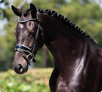 Photo of Rioja, a mare from Buckley Lane Warmbloods
