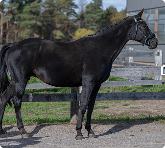 Photo of Louisa, a mare from Buckley Lane Warmbloods