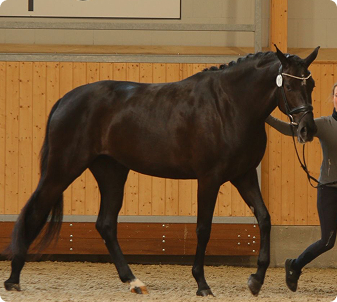 Photo of Fashiontime, a mare from Buckley Lane Warmbloods