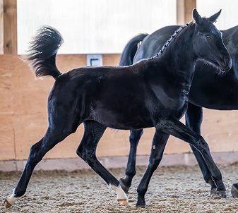 Photo of Globella-Lou, a foal from Buckley Lane Warmbloods