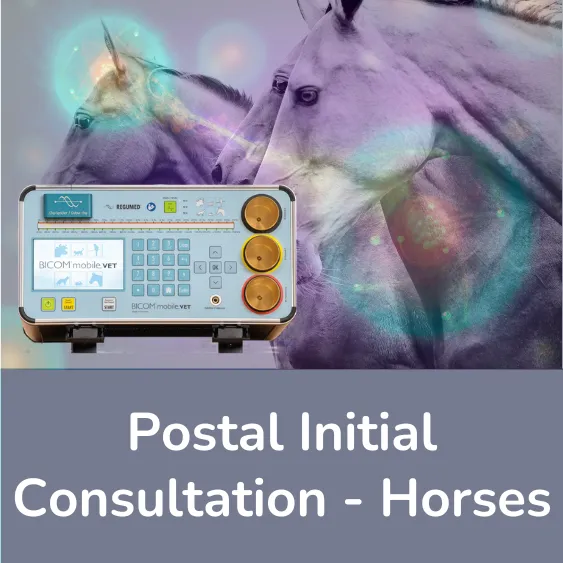 Initial consultation horses