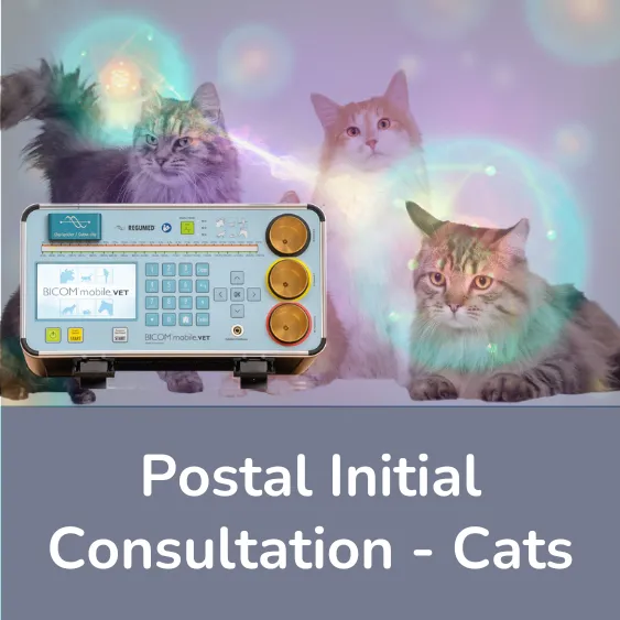 Initial consultation cats