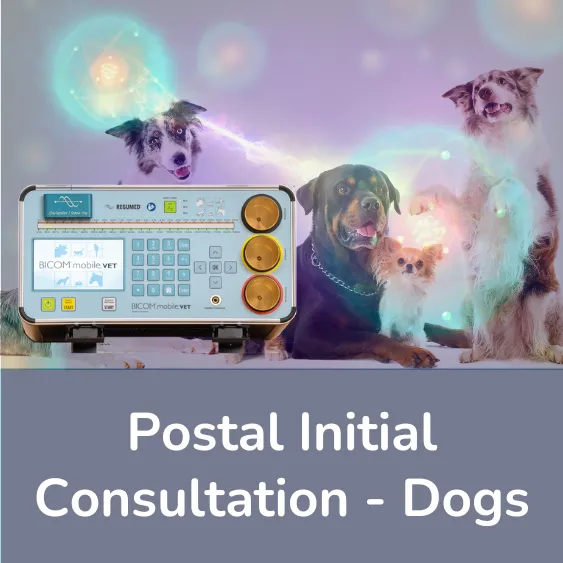 Initial consultation dogs