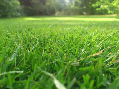 Lawn Cut