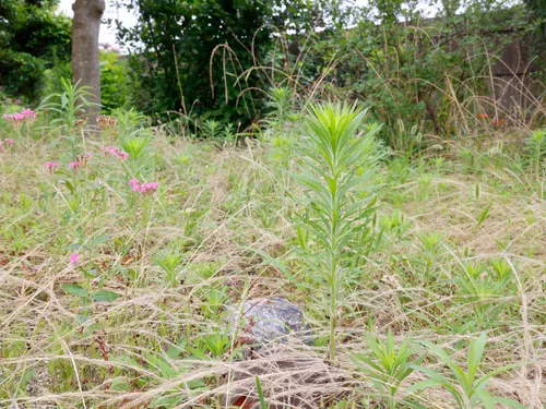 SouthWest Cape Coral Weed Spray