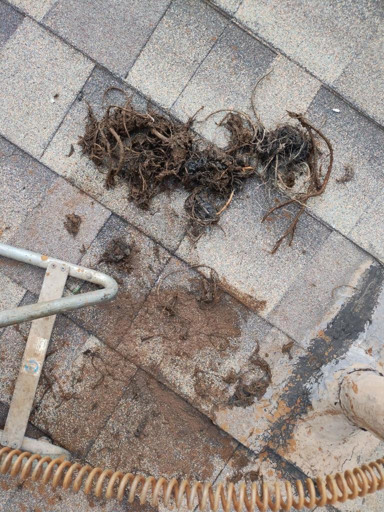 Rootered the vent pipe - roots on the roof