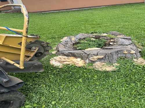 Stump Grinding in New Orleans, LA
