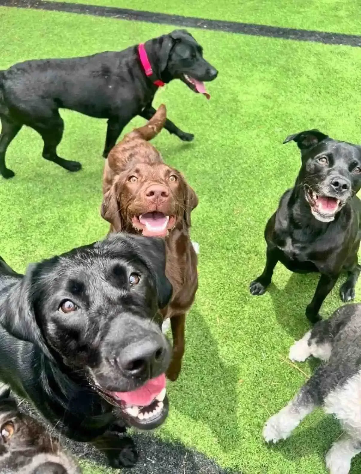 Happy dogs looking up at the camera while playing on outdoor turf.