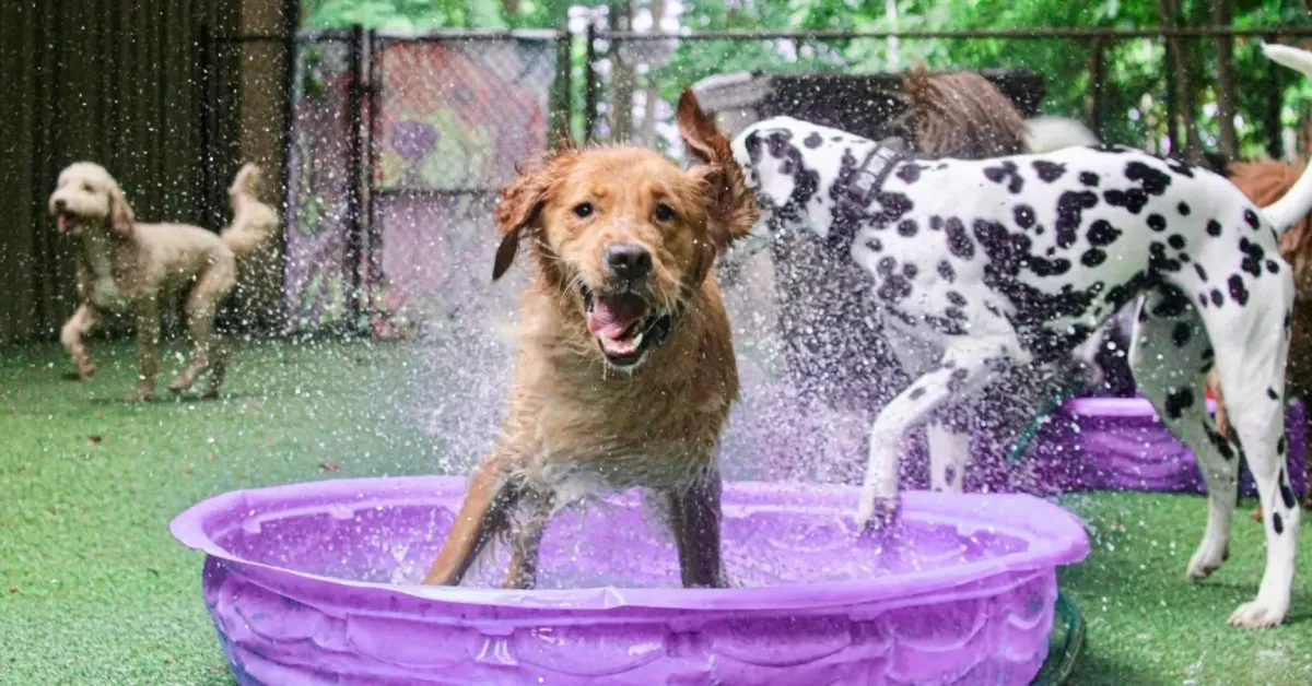 Dogs playing in purple splash pools at an outdoor dog daycare.
