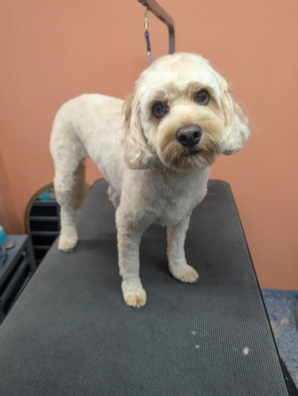 Freshly groomed doodle on the grooming table at Paws at Play in Raleigh