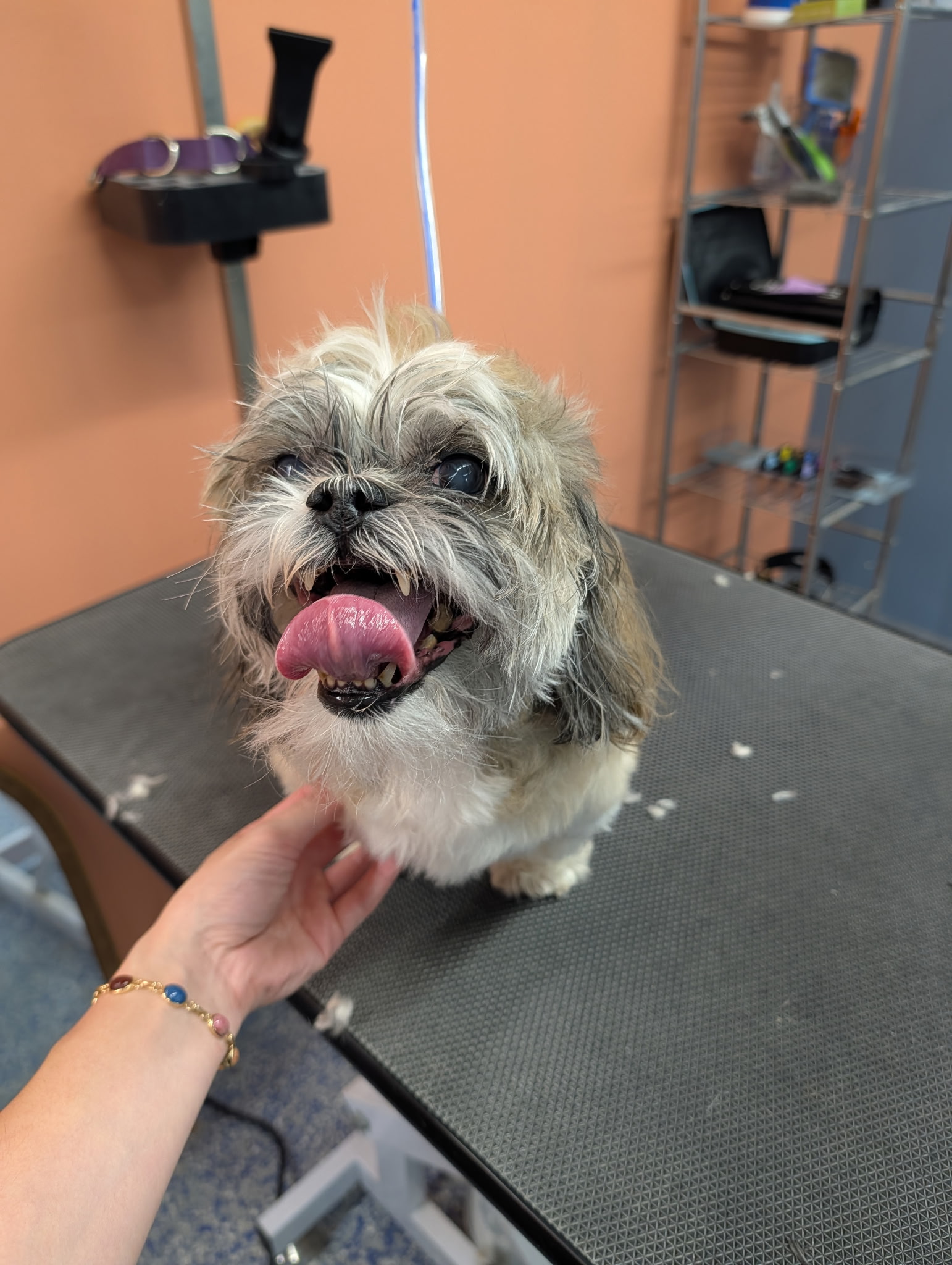 Groomer gently scratching a Shih Tzu under the chin on the grooming table at Paws at Play