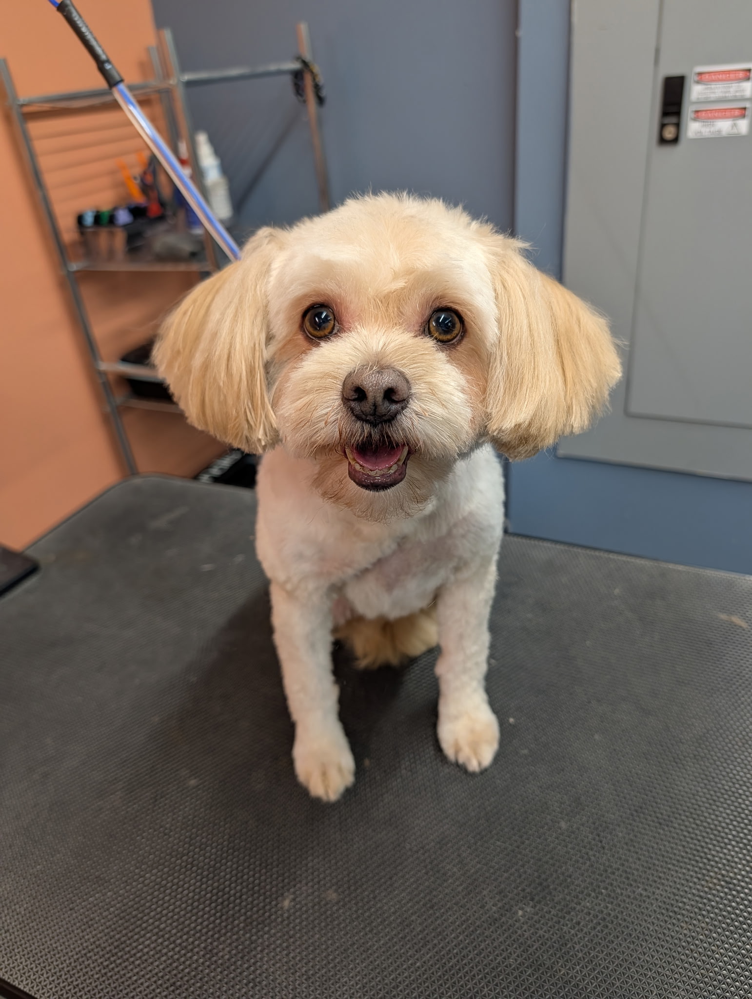 Small cream dog with a fresh teddy bear haircut on the grooming table at Paws at Play