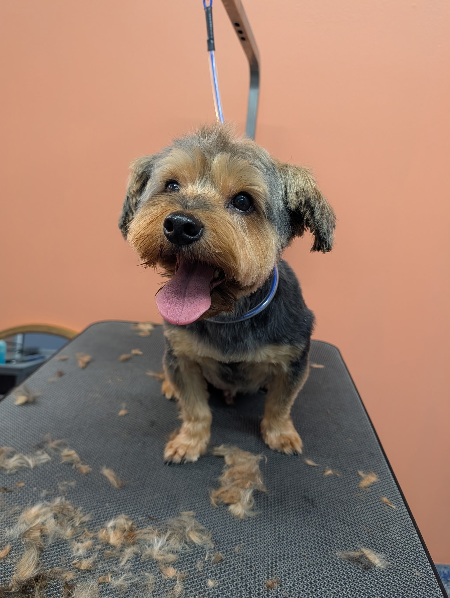 Yorkie mix with a fresh haircut on the grooming table at Paws at Play