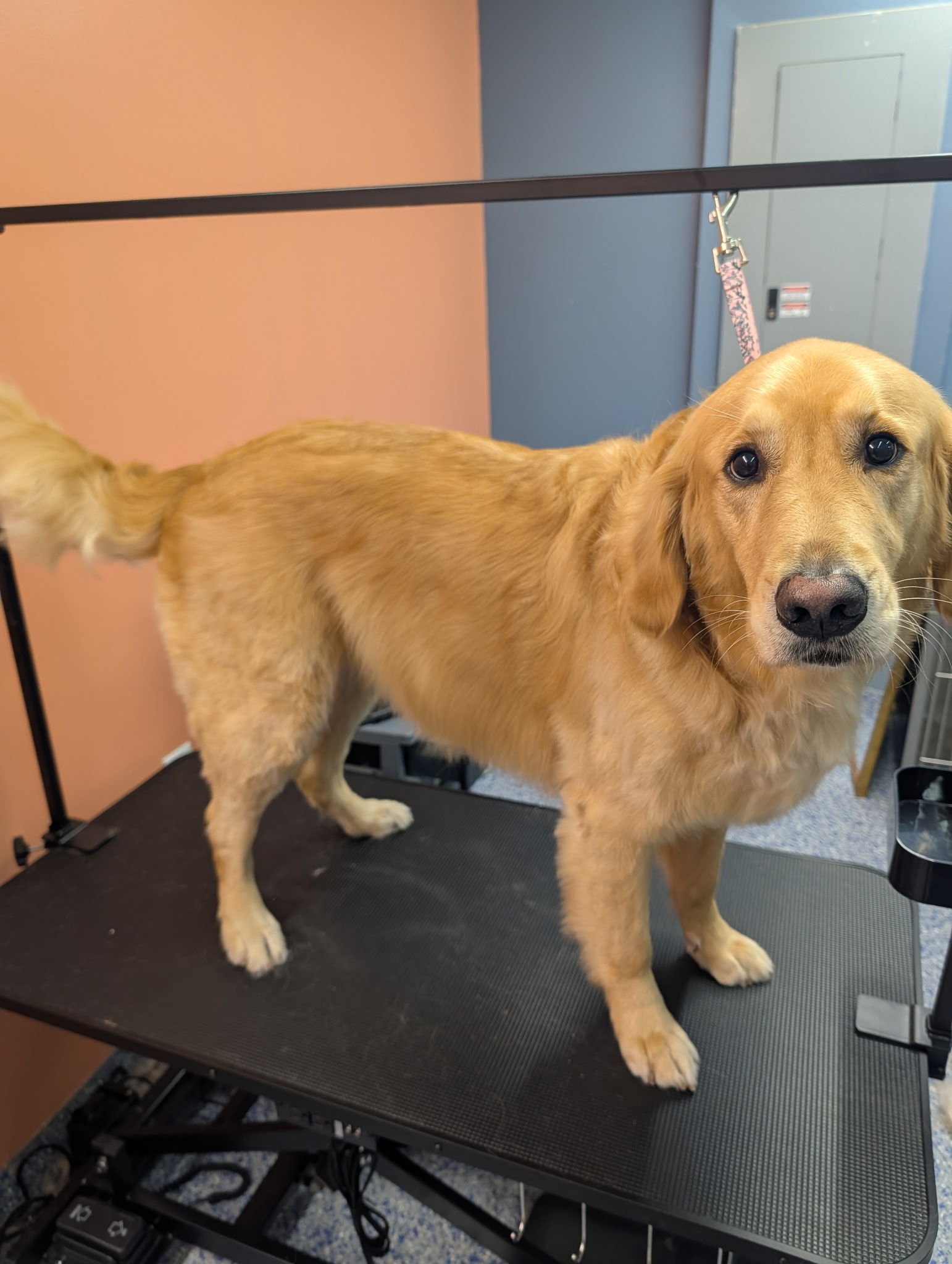 Golden retriever with a brushed-out coat on the grooming table at Paws at Play in Raleigh