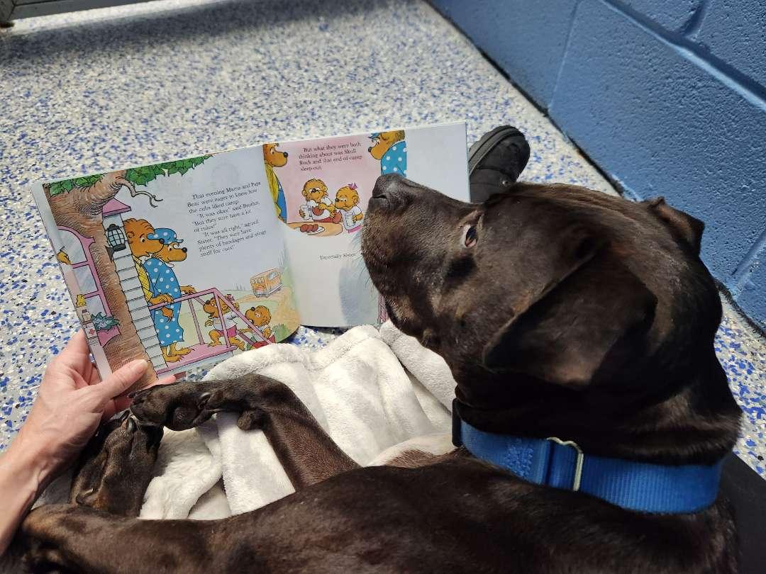 Dark brown dog curled up on a blanket with a person reading a book