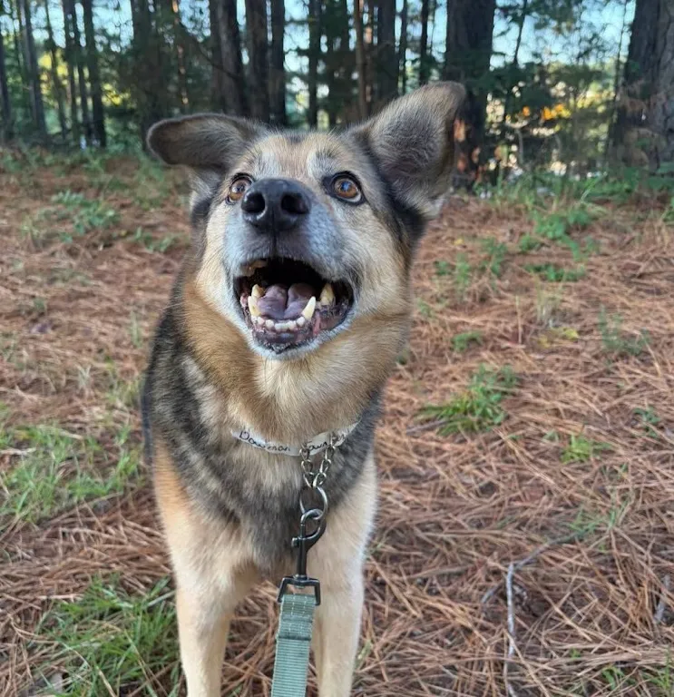 Brown and black dog standing in a forrest looking upward