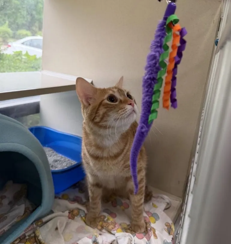 Orange and white kitten staring up at a purple cat toy hanging down
