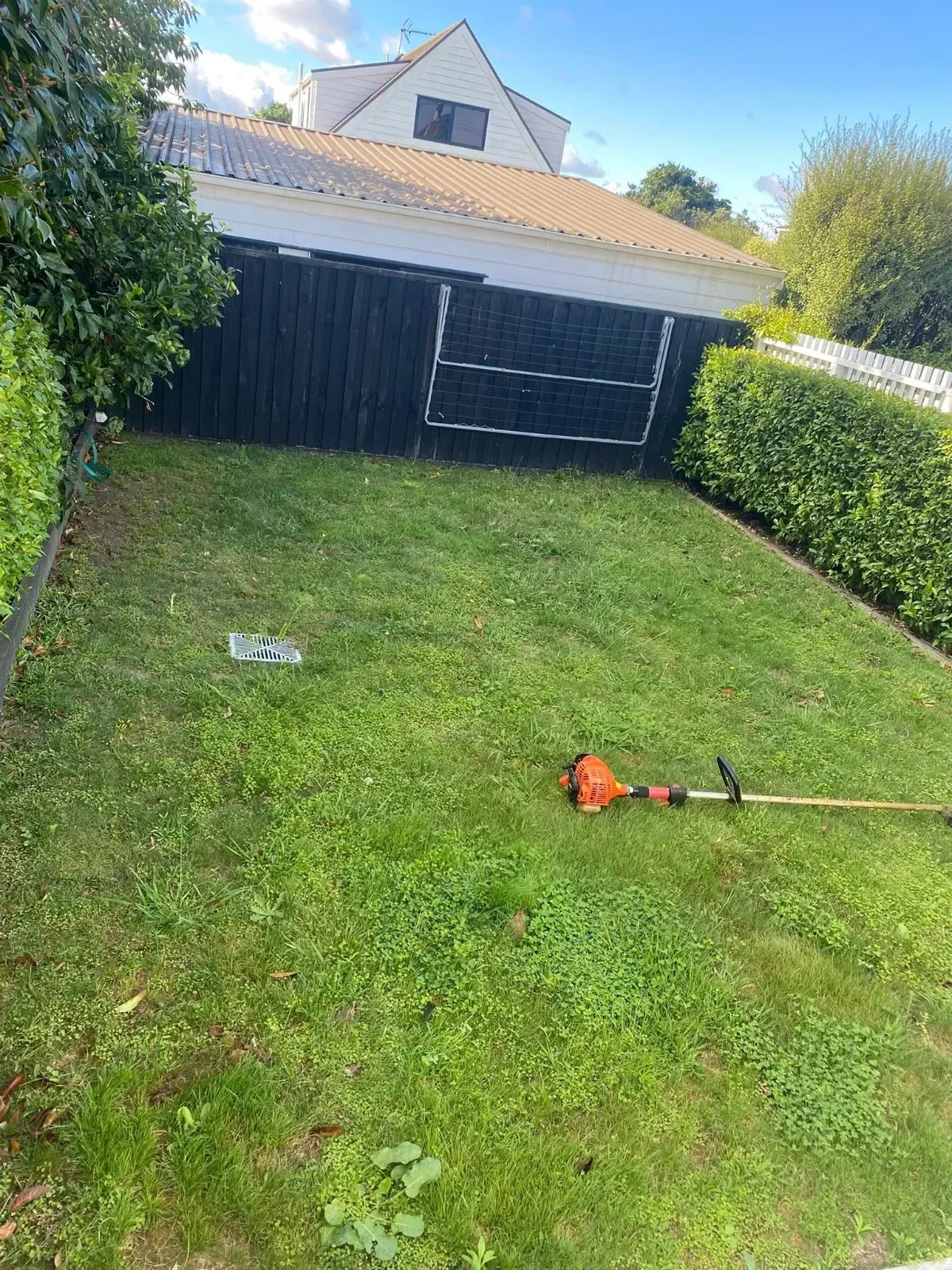 Overgrown lawn clearing in Auckland
