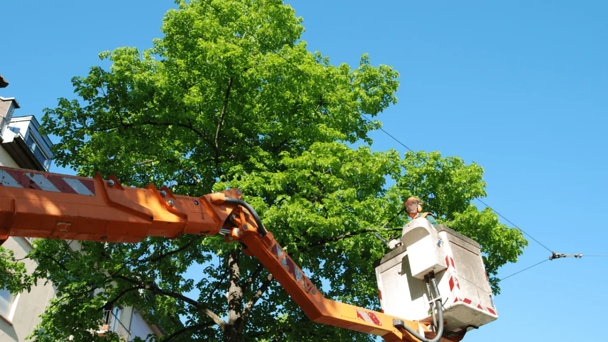 Tree Trimming