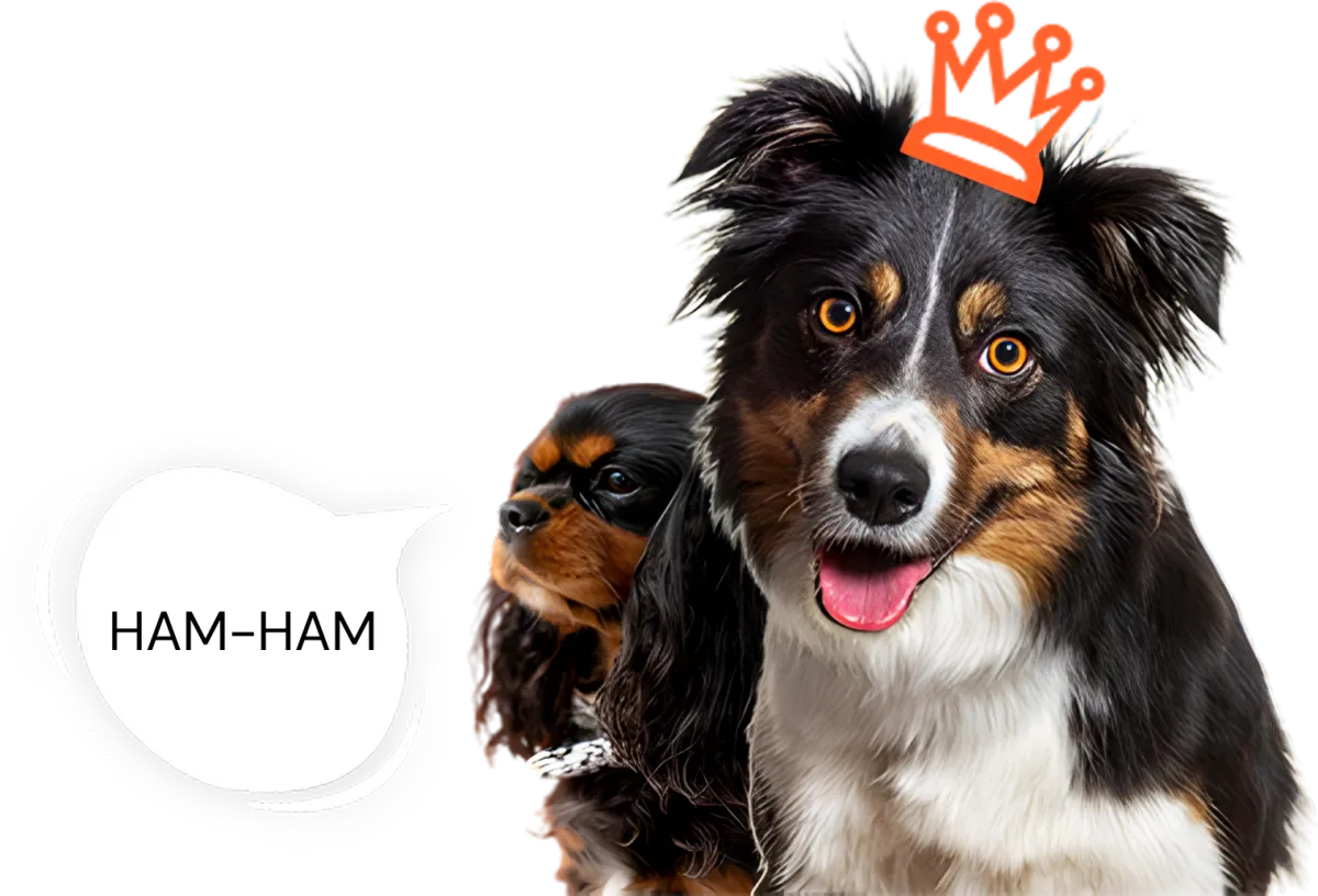 Two cute dogs on a blue background, one wearing a cartoon crown and the other saying “HAM-HAM” in a speech bubble.