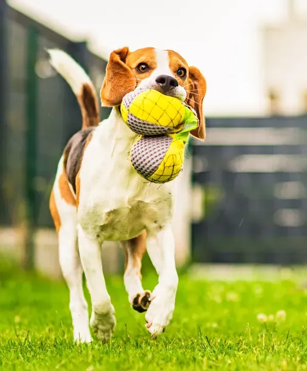 Beagle dog running with a toy in its mouth in a backyard